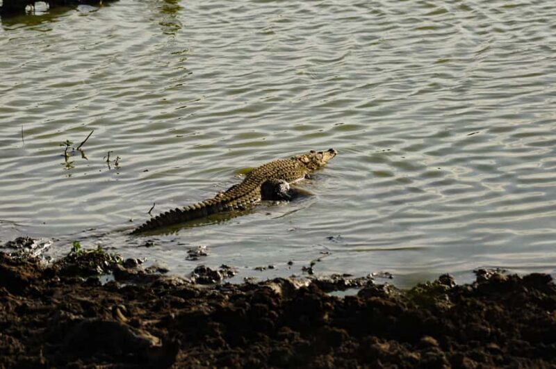 Yala Eco Safari  Wild Conservation Expedition - Final Thoughts