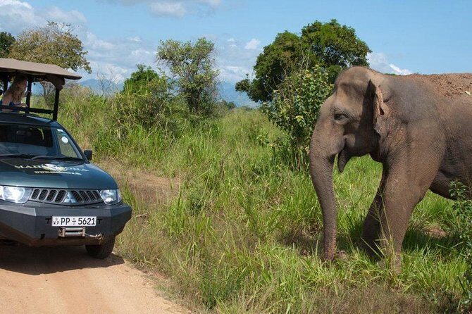 Yala Full day Leopard Safari Tour with Picnic Lunch - FAQ