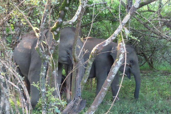 Yala Full Day Private Tour and Safari from Colombo or Negombo - Who Should Consider This Tour?