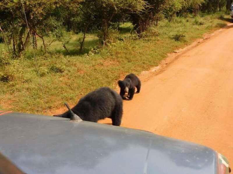 yala-full-day-safari-12-hours-tour-with-breakfast-lunch
