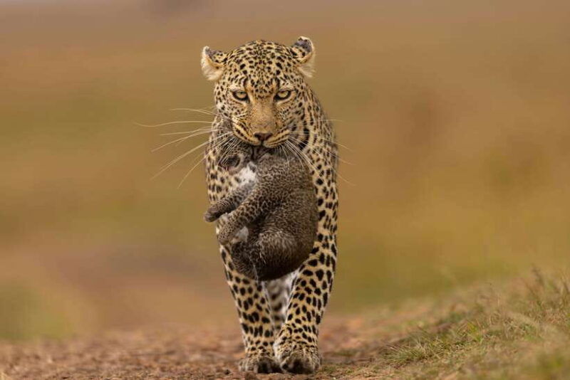 yala-full-day-safari-12-hours-tour-with-breakfast-lunch