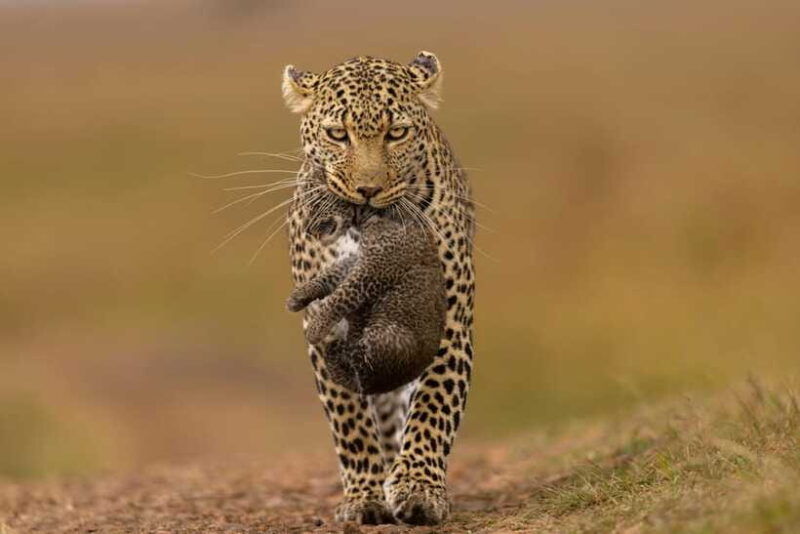 yala-full-day-safari-12-hours-tour-with-breakfast-lunch