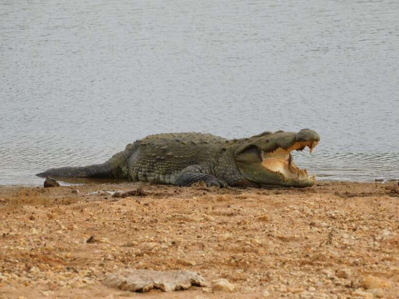 yala-full-day-safari-12-hours-tour-with-breakfast-lunch