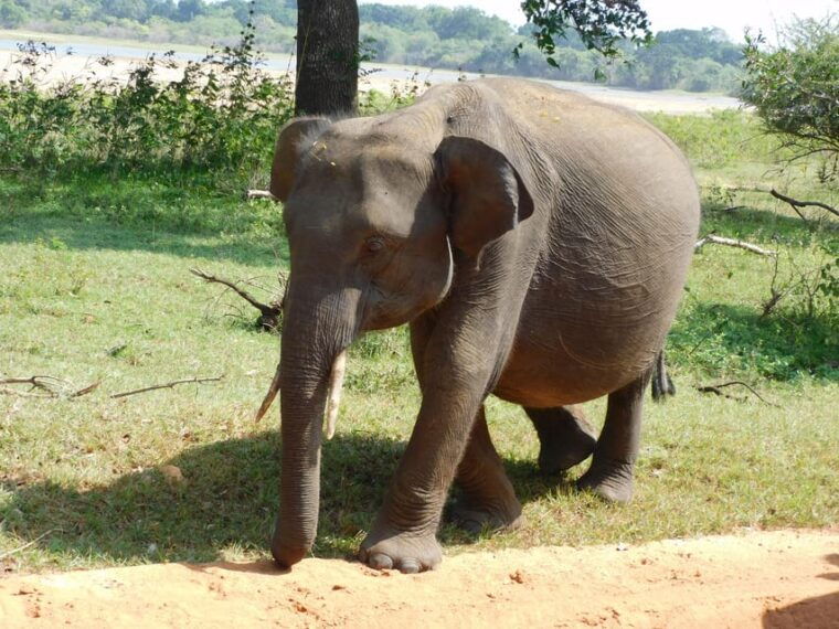 yala-full-day-safari-12-hours-tour-with-breakfast-lunch