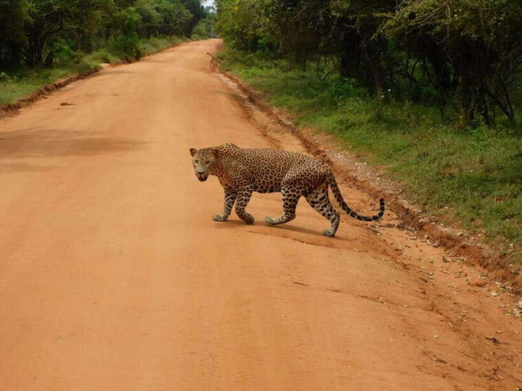 yala-full-day-safari-12-hours-tour-with-breakfast-lunch