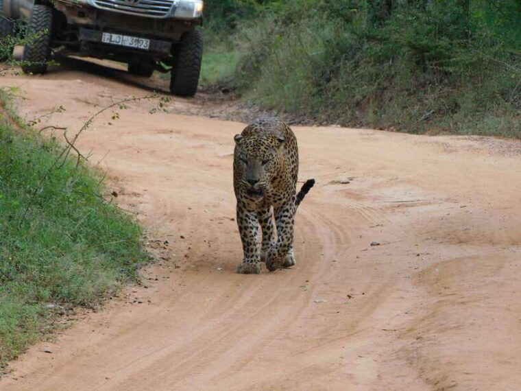 yala-full-day-safari-12-hours-tour-with-breakfast-lunch