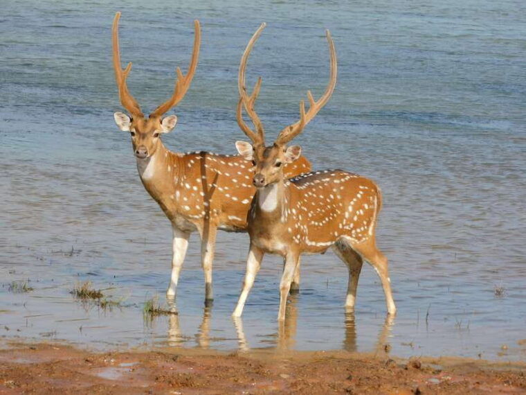 yala-full-day-safari-12-hours-tour-with-breakfast-lunch