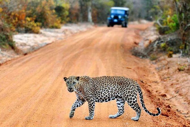 Yala Full Day Safari with Picnic Lunch - Private & All Inclusive - An In-Depth Look at the Yala Safari Experience