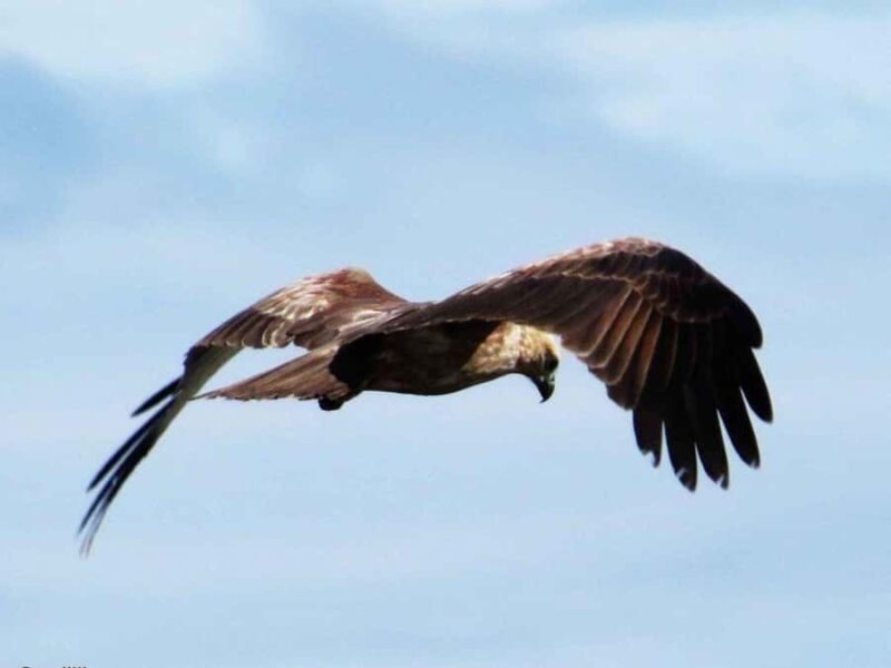 Yala/Mirissa: All Inclusive Full-Day Safari at Yala Park - Key Points