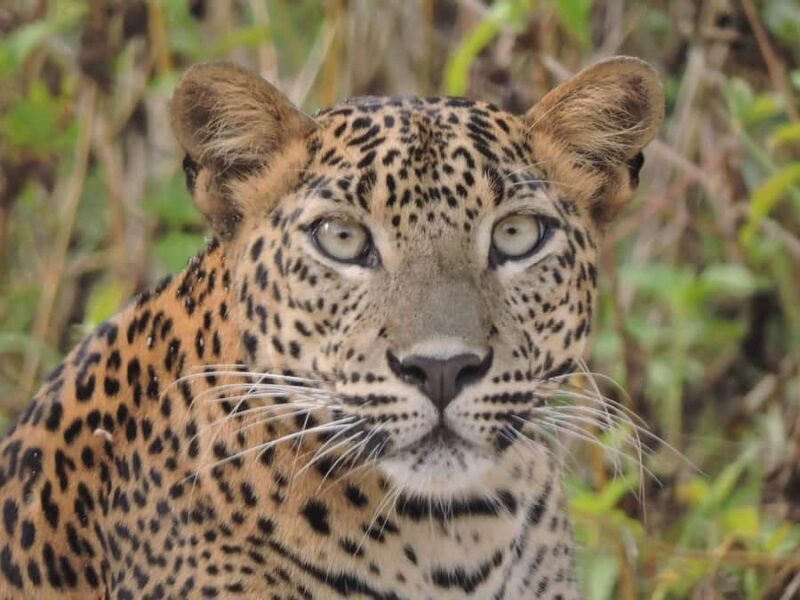 Yala/Mirissa: All Inclusive Full-Day Safari at Yala Park - The Experience in Detail: What to Expect