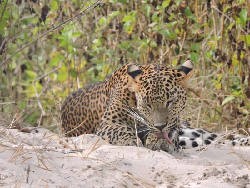 Yala/Mirissa: All Inclusive Half-Day Safari at Yala Park - An In-depth Look at the Safari Experience