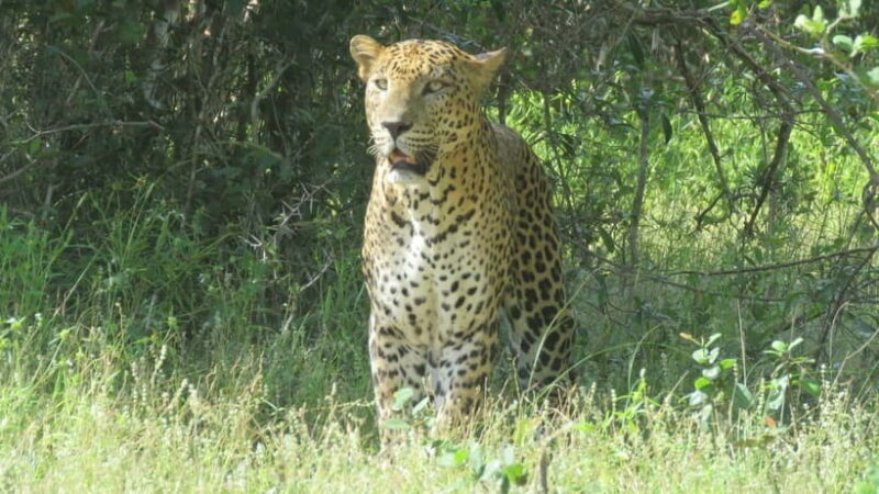 Yala National Park 4*4 Leopard Safari Tour - What to Expect from the Safari Experience