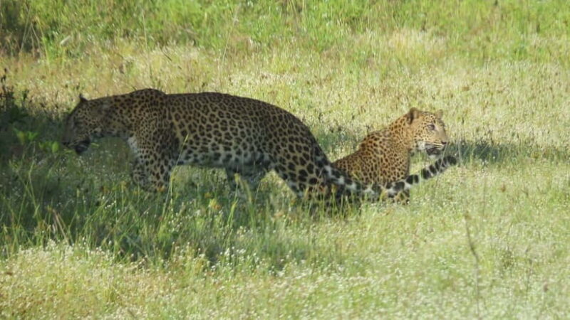 Yala National Park 4*4 Leopard Safari Tour - Who Should Consider This Tour?