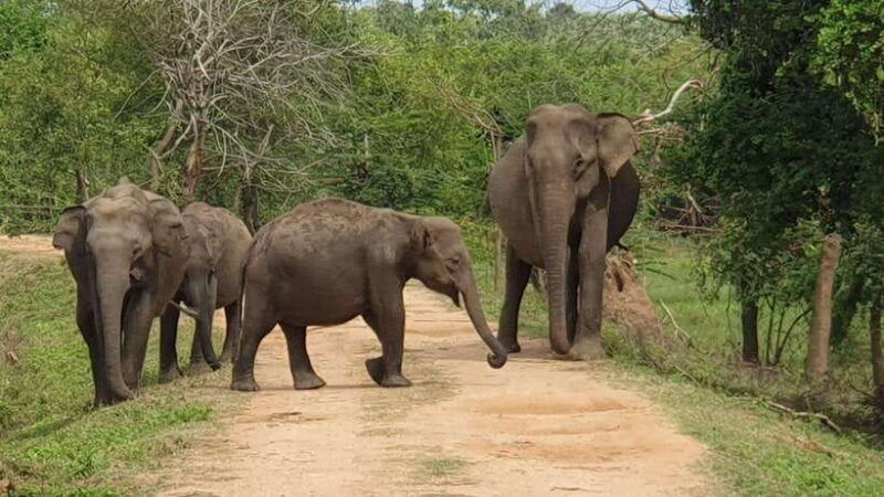 yala-national-park-7-hours-or-12-hours-leopard-wild-safari