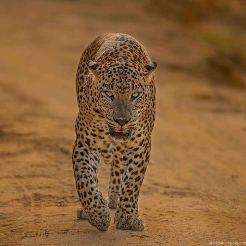 yala-national-park-7-hours-or-12-hours-leopard-wild-safari
