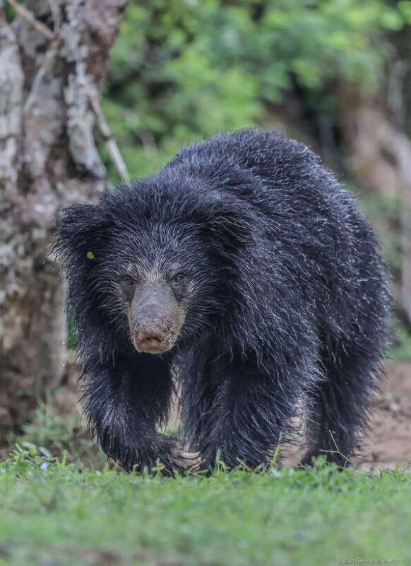 yala-national-park-7-hours-or-12-hours-leopard-wild-safari