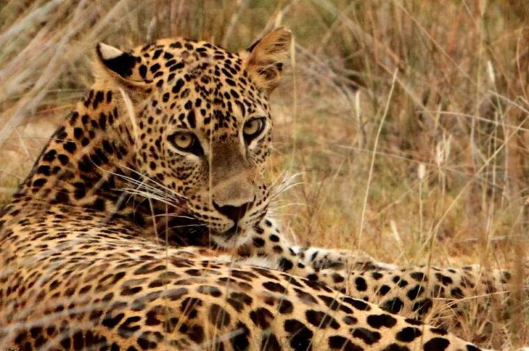 yala-national-park-7-hours-or-12-hours-leopard-wild-safari