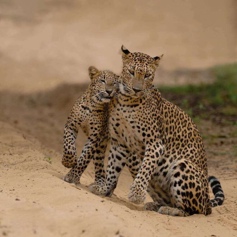 yala-national-park-7-hours-or-12-hours-leopard-wild-safari