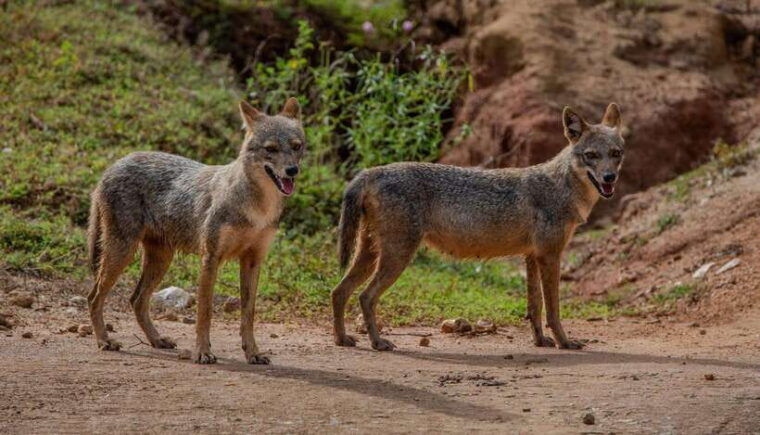 yala-national-park-7-hours-or-12-hours-leopard-wild-safari