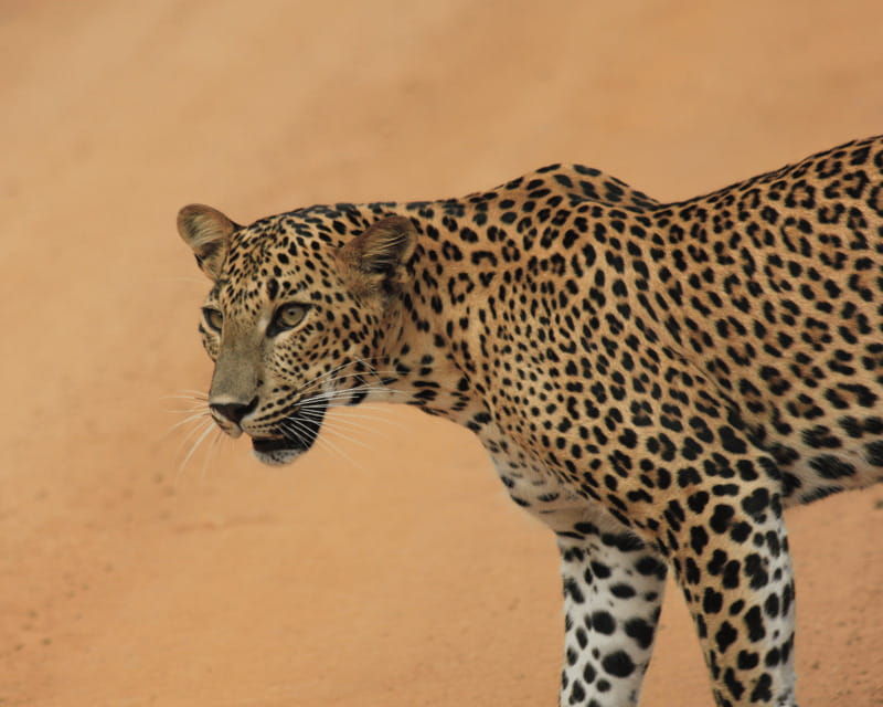 yala-national-park-7-hours-wildlife-safari-tour