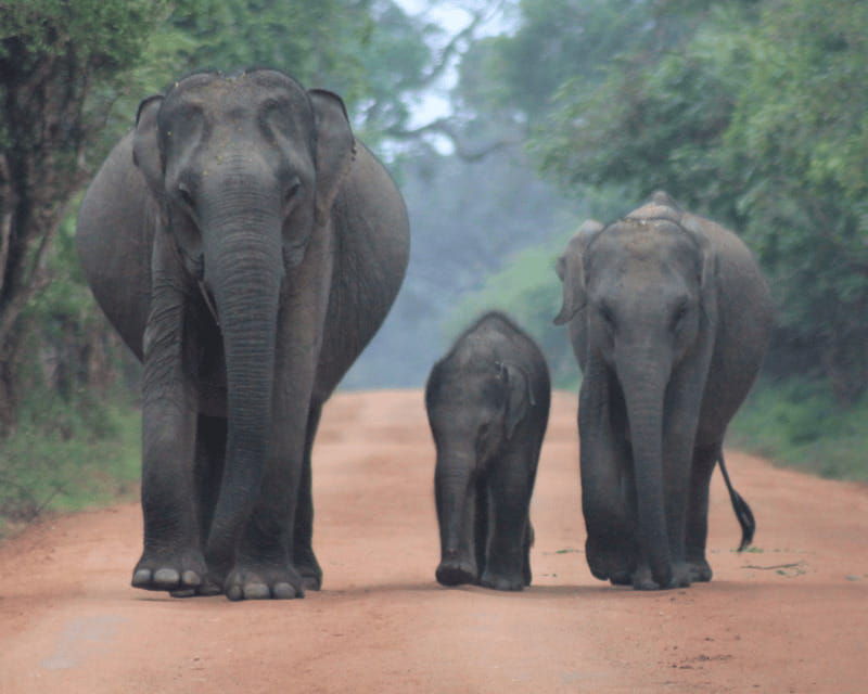 yala-national-park-7-hours-wildlife-safari-tour