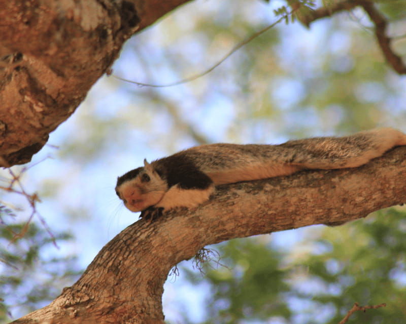 yala-national-park-7-hours-wildlife-safari-tour