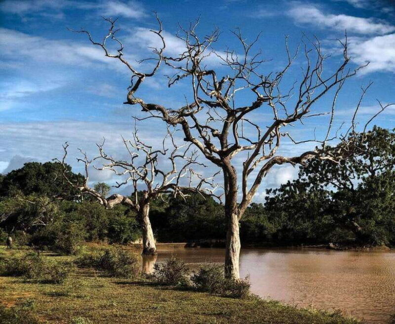 yala-national-park-all-inclusive-private-safari-day-trip