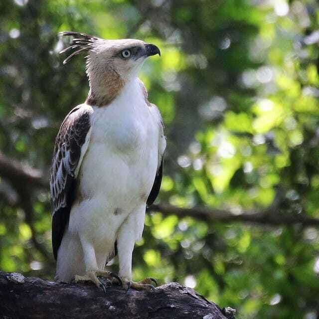 yala-national-park-all-inclusive-private-safari-day-trip