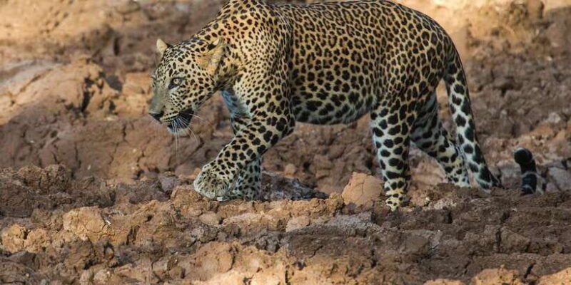 yala-national-park-all-inclusive-private-safari-tour