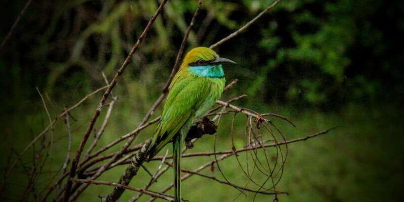 yala-national-park-all-inclusive-private-safari-tour