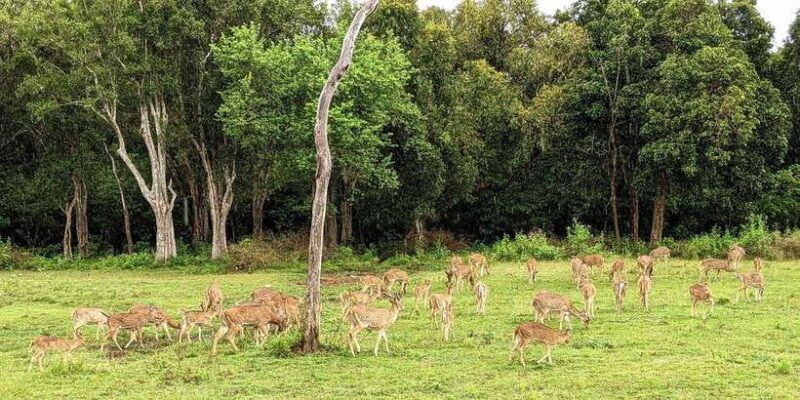 yala-national-park-all-inclusive-private-safari-tour