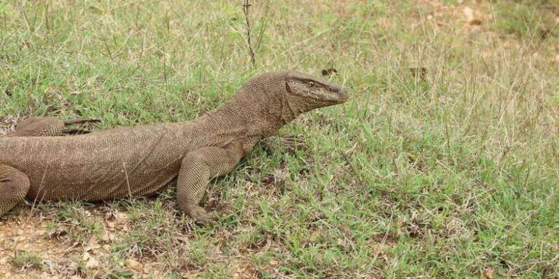 yala-national-park-all-inclusive-private-safari-tour