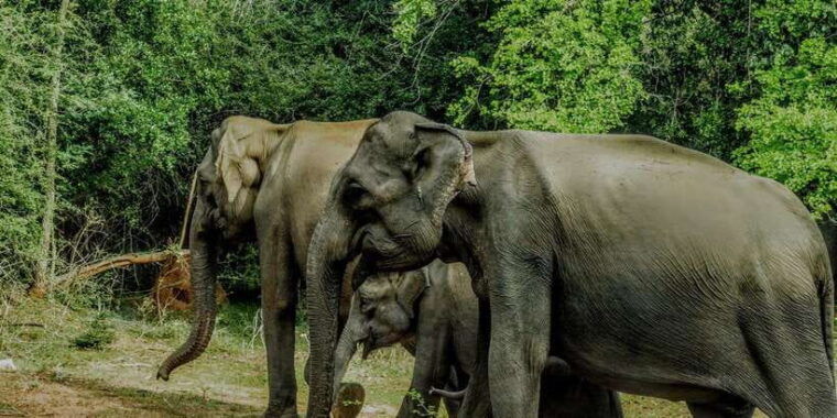 yala-national-park-all-inclusive-private-safari-tour