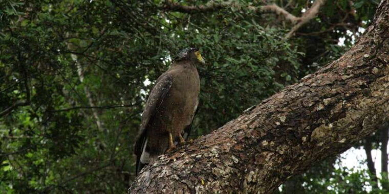 yala-national-park-all-inclusive-private-safari-tour