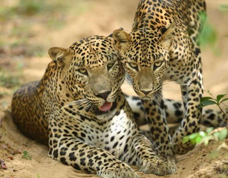 yala-national-park-all-inclusive-safari-day-tour