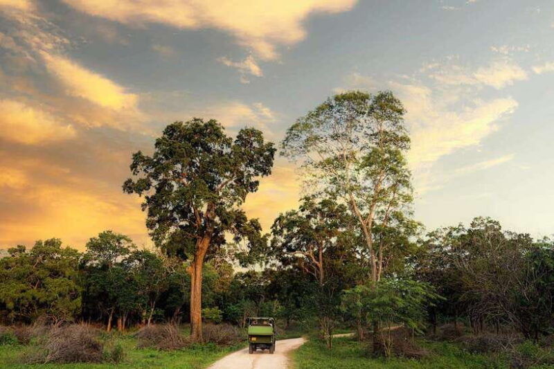 yala-national-park-all-inclusive-safari-day-tour