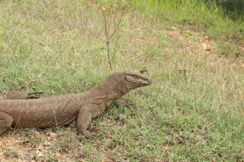 yala-national-park-all-inclusive-safari-day-tour