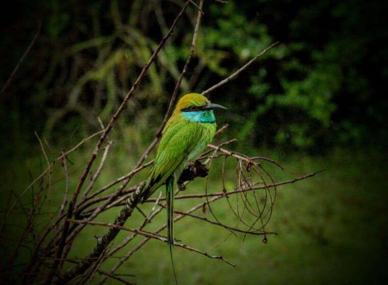 yala-national-park-all-inclusive-safari-day-tour