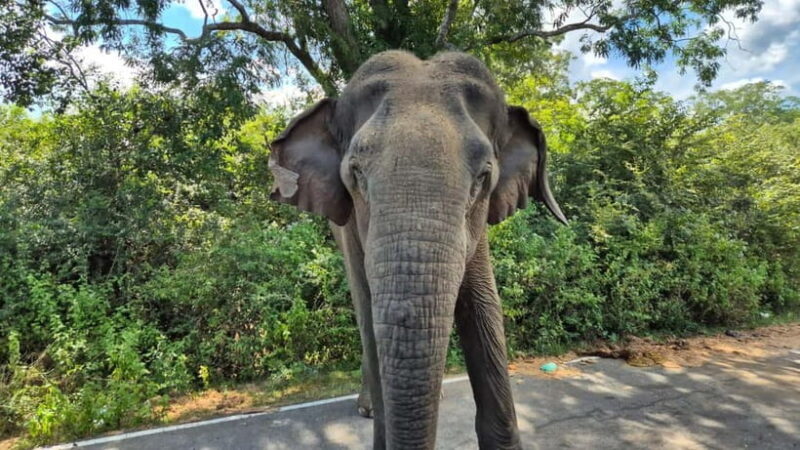 Yala National Park: Block 5 Special Evening/Morning Safari - Frequently Asked Questions