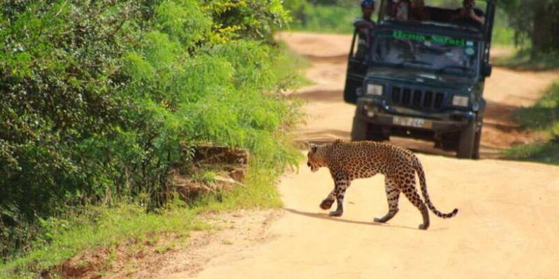 yala-national-park-budget-safari