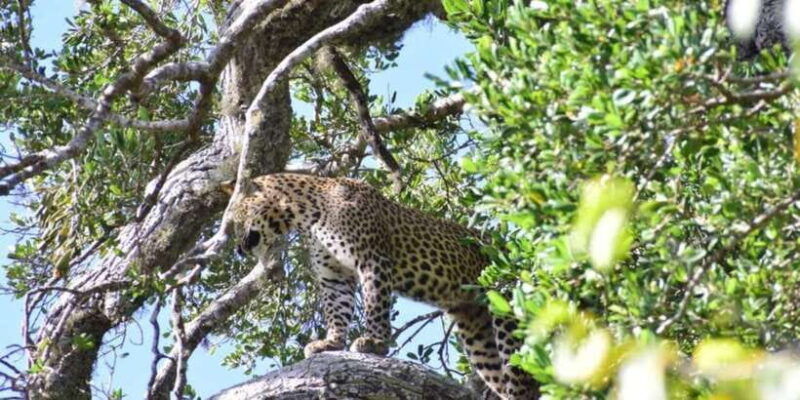 yala-national-park-budget-safari