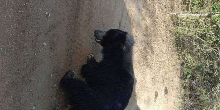 yala-national-park-budget-safari