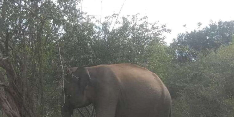 yala-national-park-budget-safari