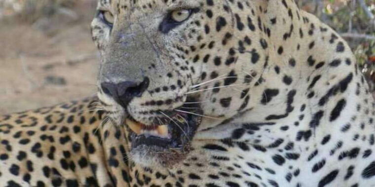 yala-national-park-budget-safari