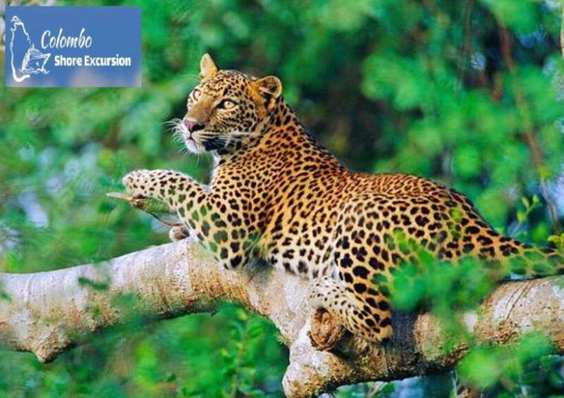 yala-national-park-day-tour-with-jeep-safari