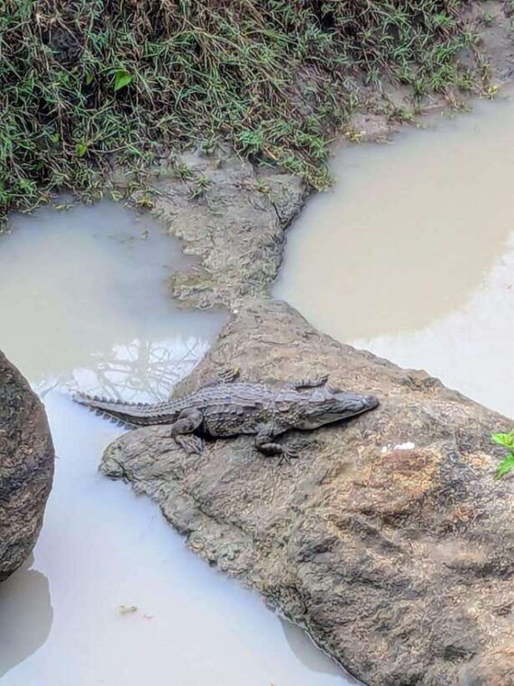 yala-national-park-day-tour-with-jeep-safari