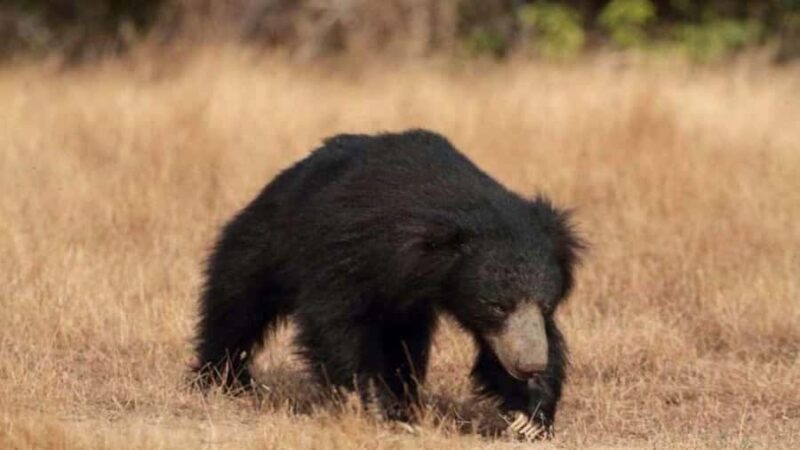 Yala National Park: Day Trip From Riu Hotel Ahungalla - The Itinerary Breakdown