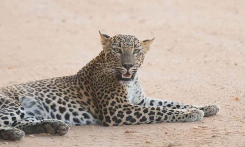 Yala National Park: Day Trip From Riu Hotel Ahungalla - What Do Travelers Think?