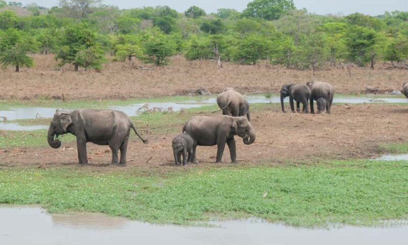 Yala National Park: Day Trip From Riu Hotel Ahungalla - The Value and Who It’s For