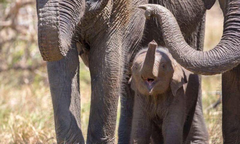 Yala National Park: Day Trip From Riu Hotel Ahungalla - Final Thoughts